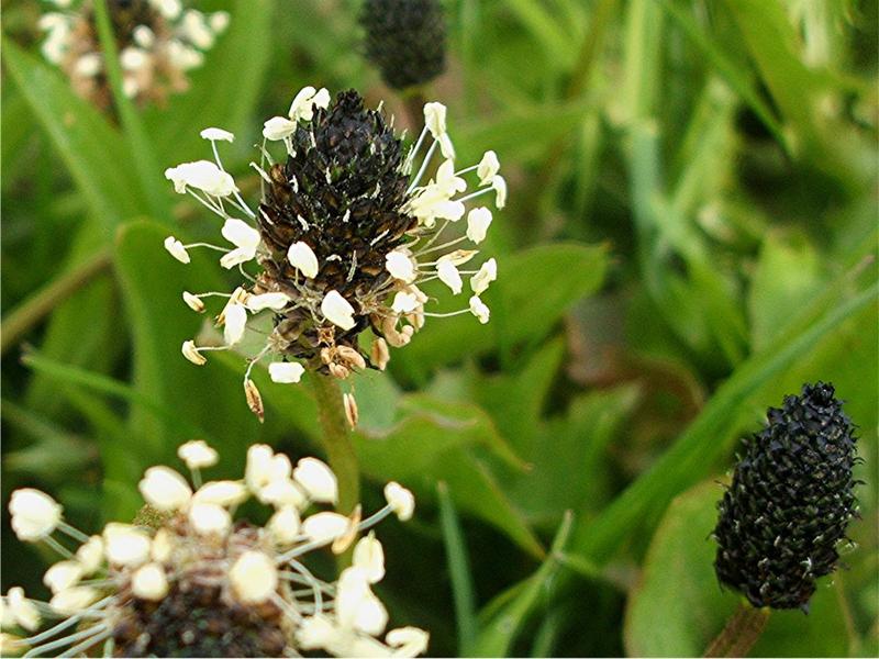 Plantago_lanceolata_3.JPG