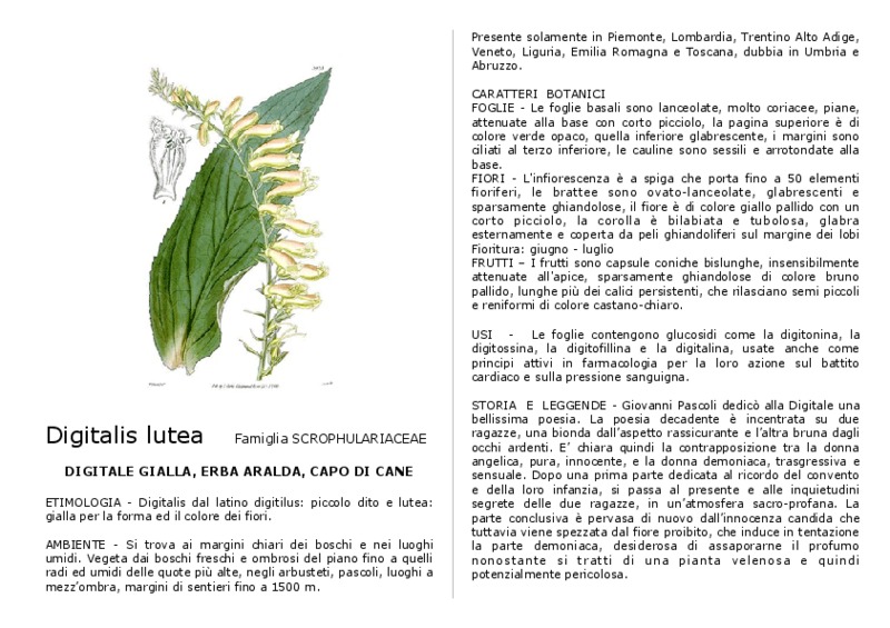 Digitalis_lutea.pdf