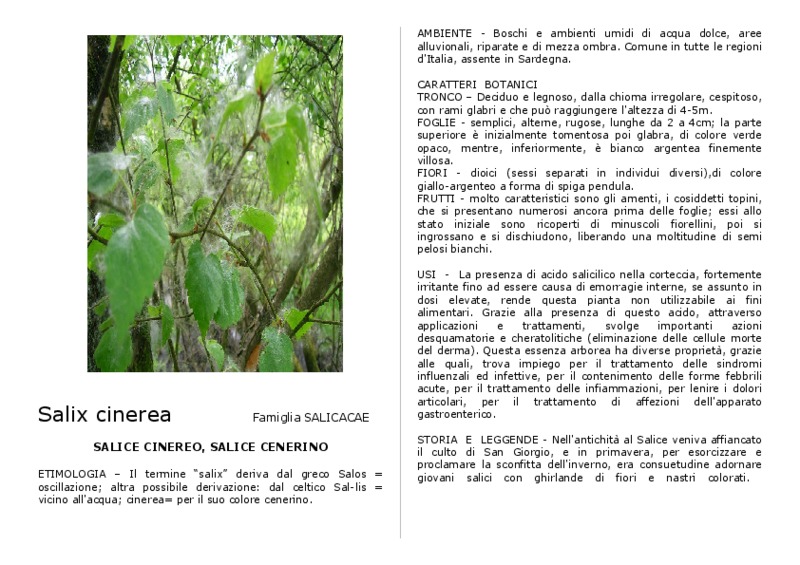 salix_cinerea.pdf