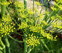 Foeniculum_vulgare_1.jpg