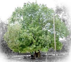 pistacia_terebinthus_1.jpg