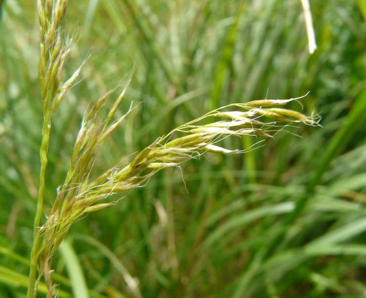 chrysopogon-gryllus9034.jpg