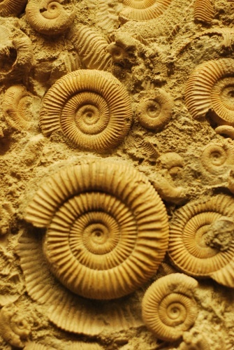 Dactylioceras_2.jpg