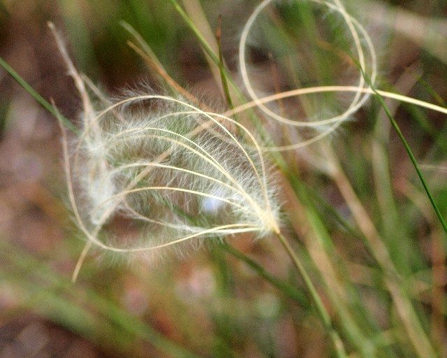 stipa_eriocaulis3.jpg