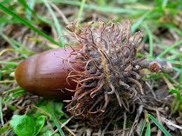 Quercus_cerris_3.jpg