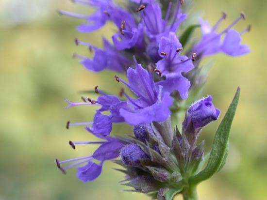 Hyssopus_officinalis_1.jpg