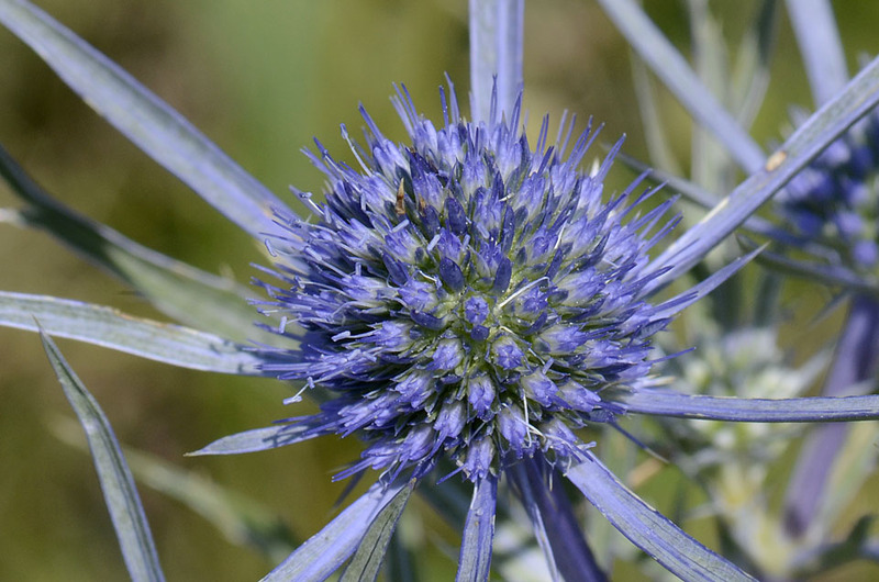 Eryngium_amethystinum_1.jpg