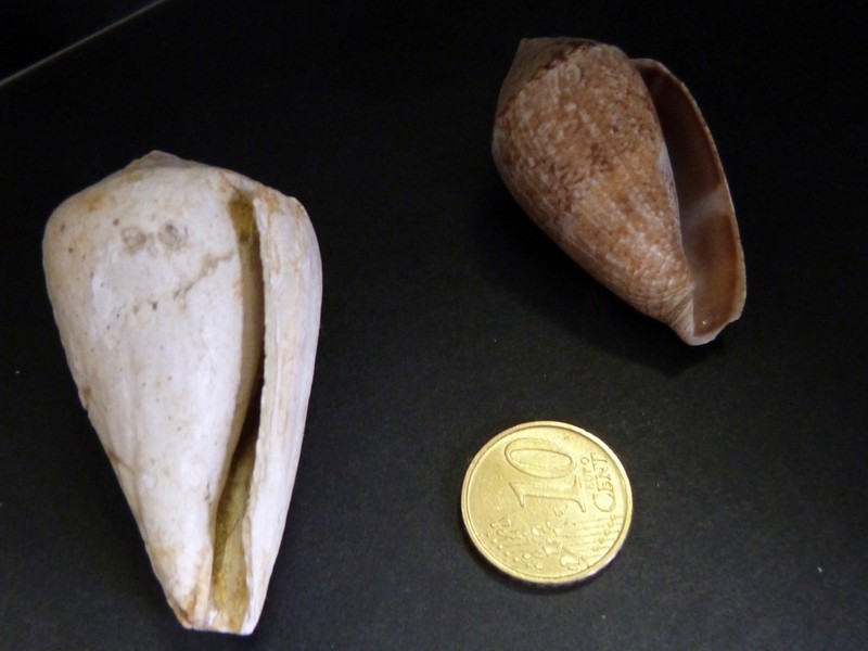 Conus_guinaicus_2.jpg