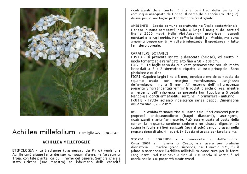 Achillea_millefolium.pdf