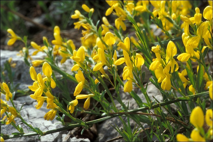 Genista januensis_2.jpeg