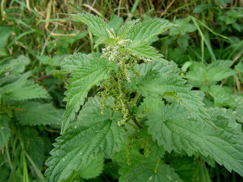 Urtica_dioica_3.jpg