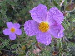Cistus_incanus_1.jpg