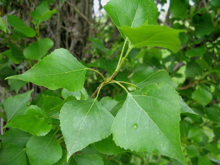 Populus_nigra_1.jpg