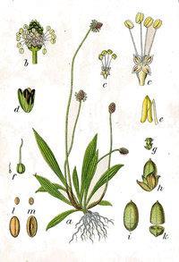 Plantago_lanceolata_1.jpg