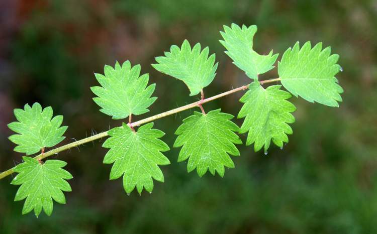 Sanguisorba_minor_2.jpg