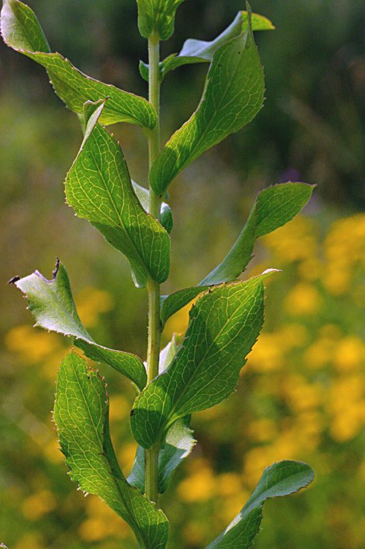 Inula_spiraeifolia_2.jpg