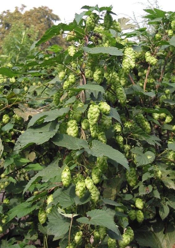 Humulus_luplus immagine 1.jpg