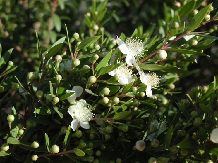 Myrtus_communis_3.jpg