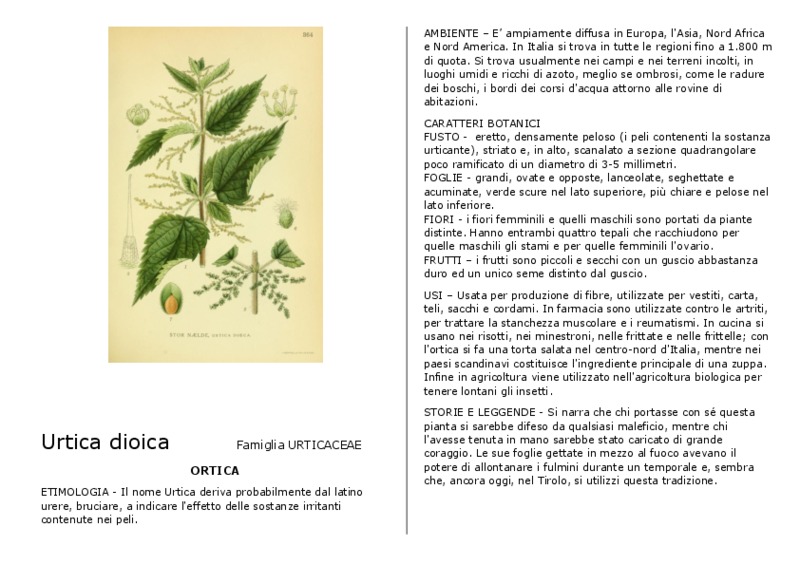 Urtica_dioica.pdf