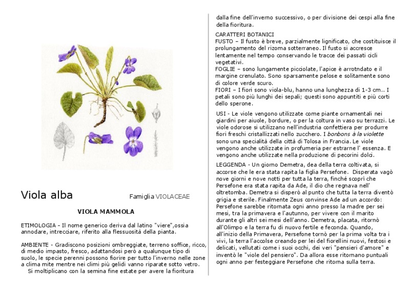 viola_alba.pdf