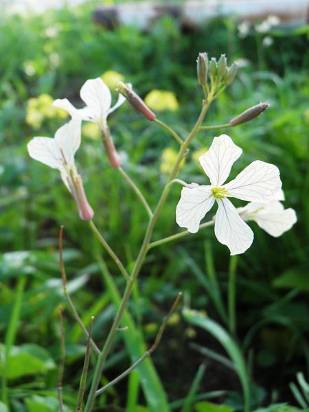 Eruca_sativa_3.jpg