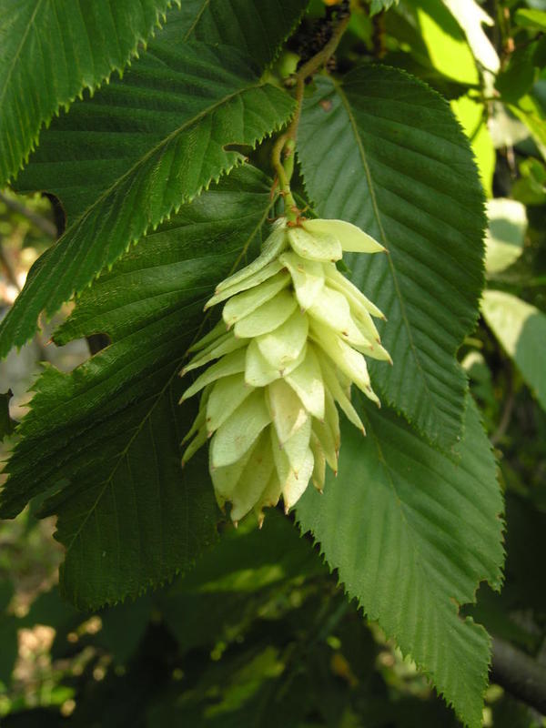 Ostrya_carpinifolia_3.jpg