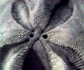 Schizaster2.jpg