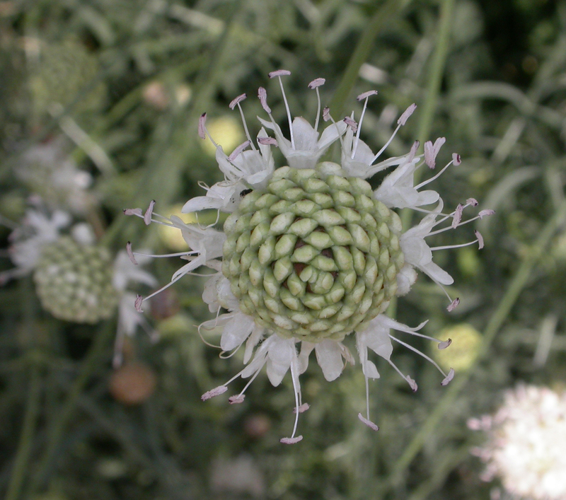 Cephalaria_leucantha_1.jpg