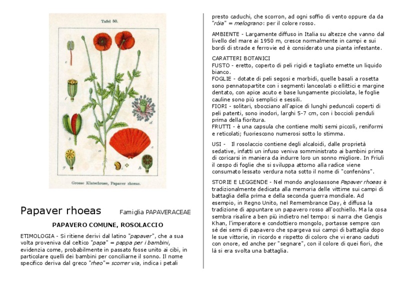 Papaver_rhoeas.pdf