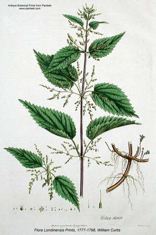 Urtica_dioica_2.jpg