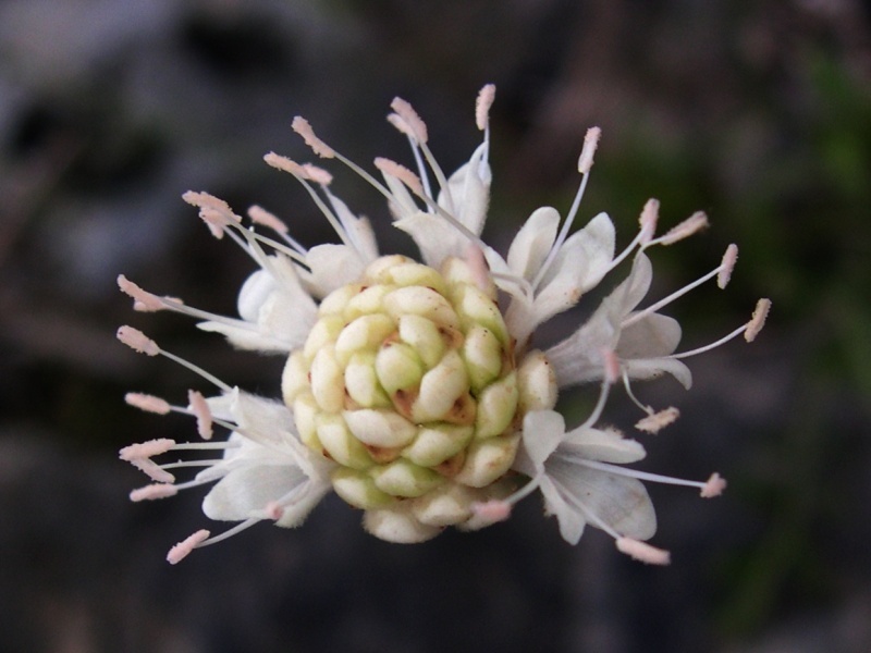 Cephalaria_leucantha.jpg
