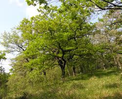Quercus_petraea_2.jpg