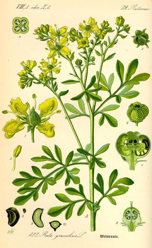 ruta-graveolens.jpg