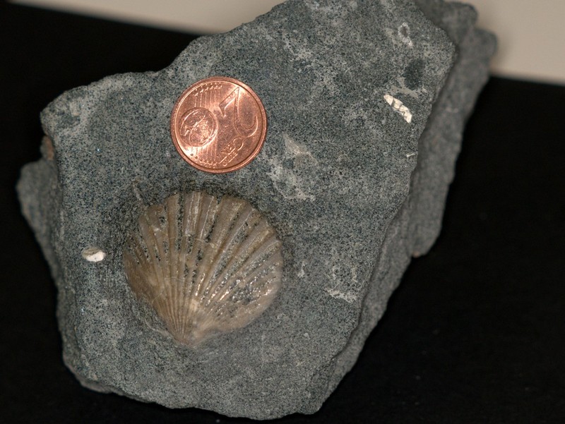 Pecten_jacobaeus.jpg