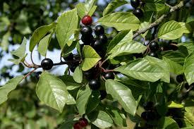 frangula_alnus 1.jpg