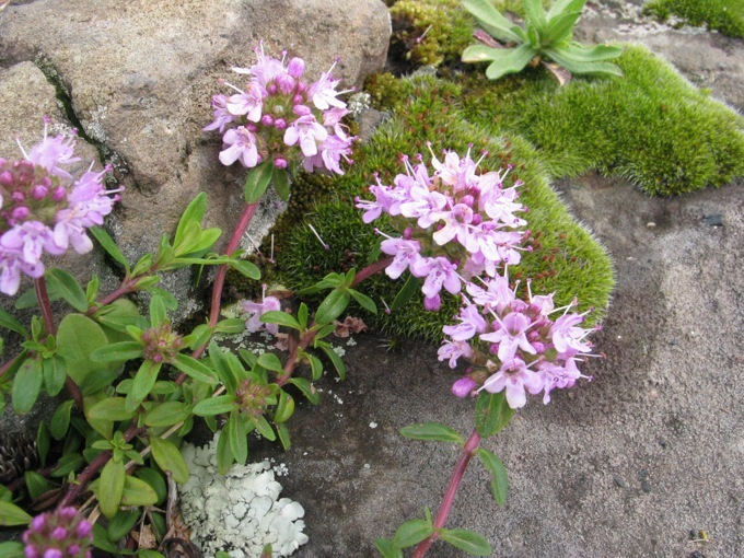 Thymus longicaulis 2.jpg