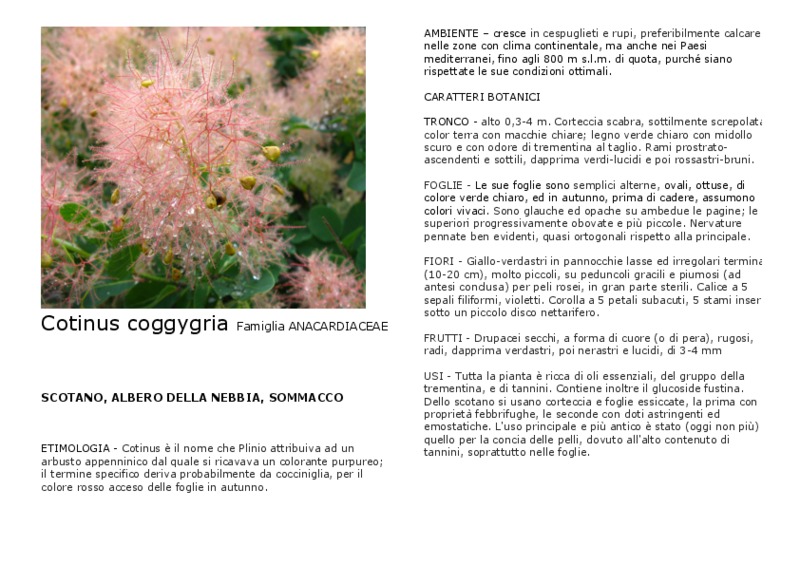 Cotinus_coggygria .pdf