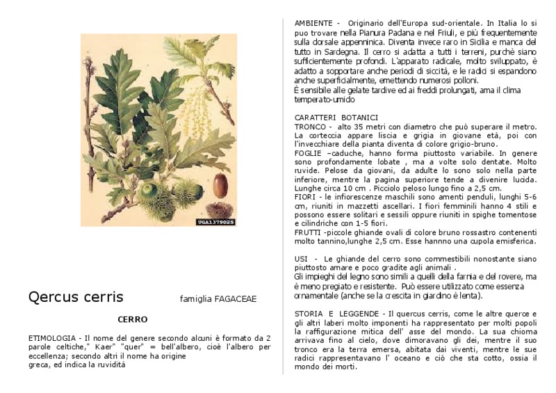 Quercus_ cerris.pdf