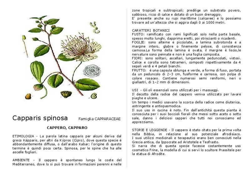 Capparis_spinosa.pdf