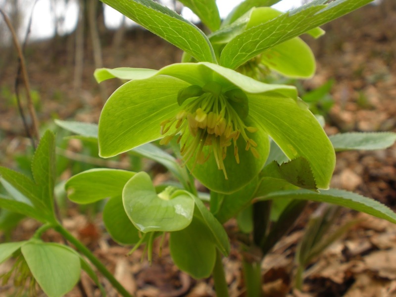 Helleborus_odorus(1).JPG