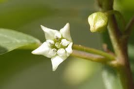 frangula_alnus 2.jpg