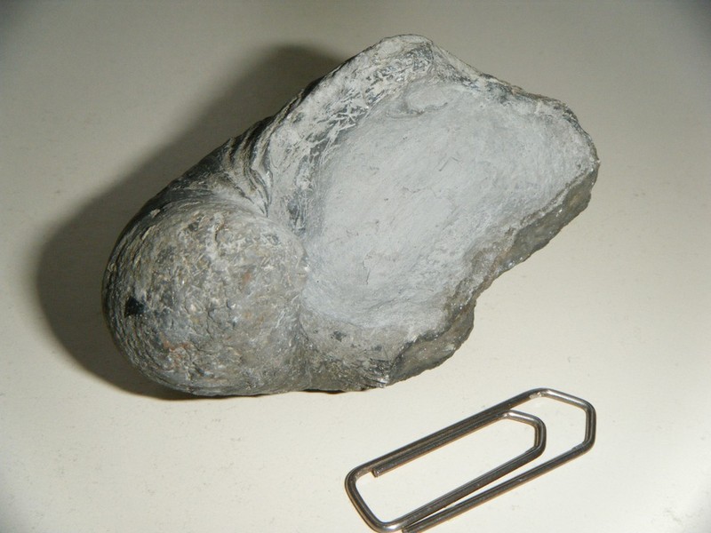 Gryphaea_2.jpg