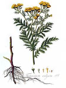 Tanacetum_vulgare_1.jpg