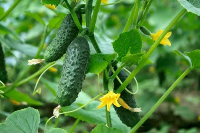 Cucumis_sativus_2.jpg