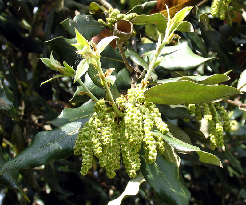 Quercus_ilex_3.jpg