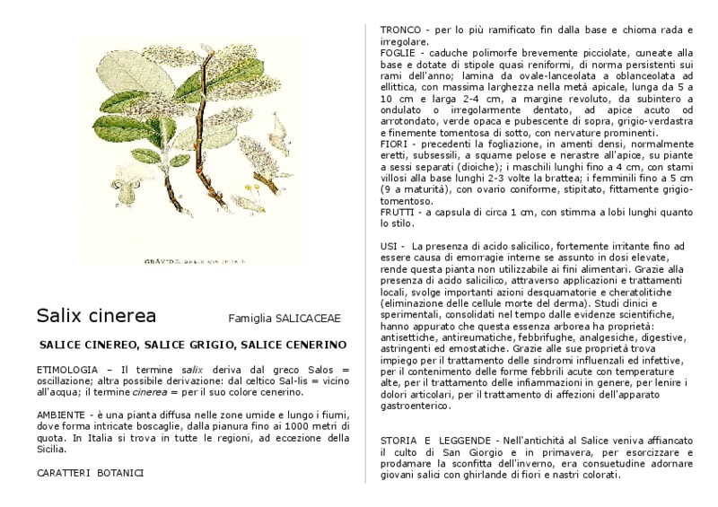 Salix_cinerea.pdf