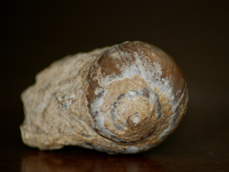 Ampullina_1 (1).jpg
