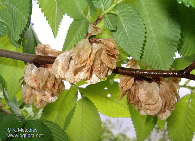 Ulmus_minor_2.jpg