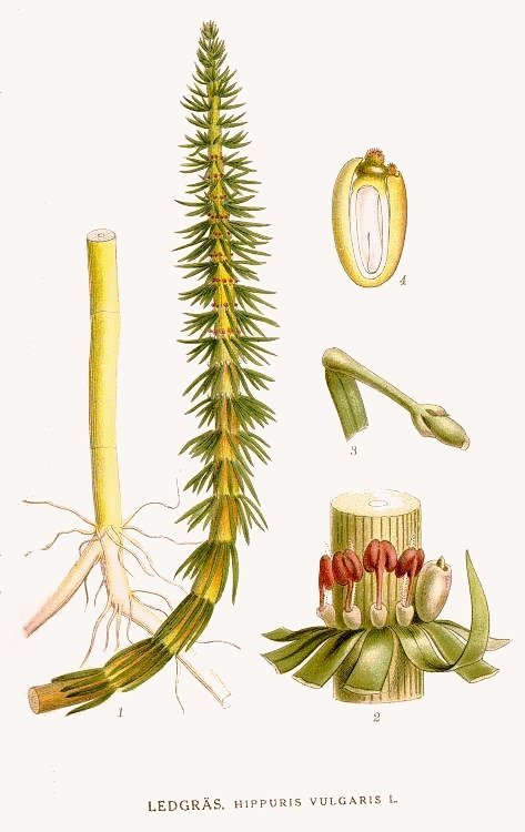 Hippuris vulgaris imm.1.jpg