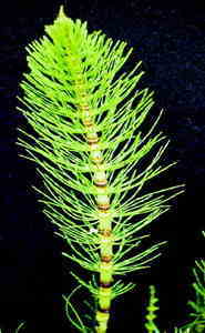 Equisetum_arvense_3.jpg